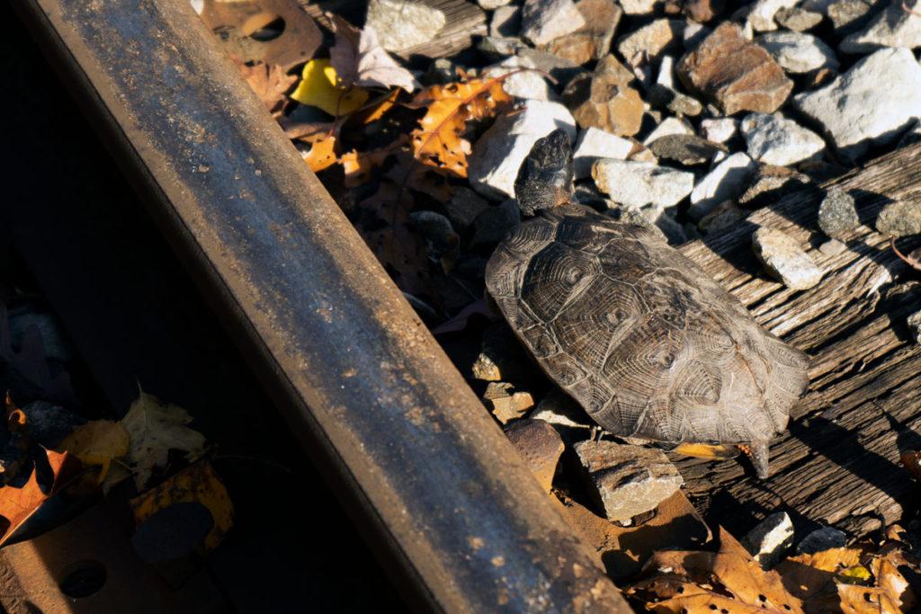 Turtle on the train tracks.  