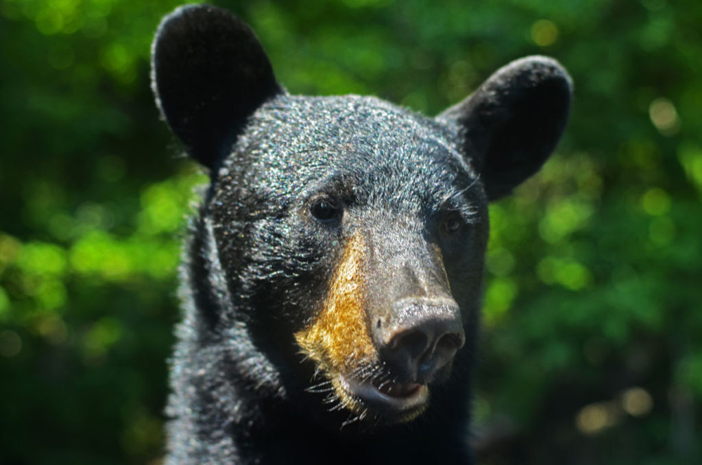 Black bear up close portrait.  